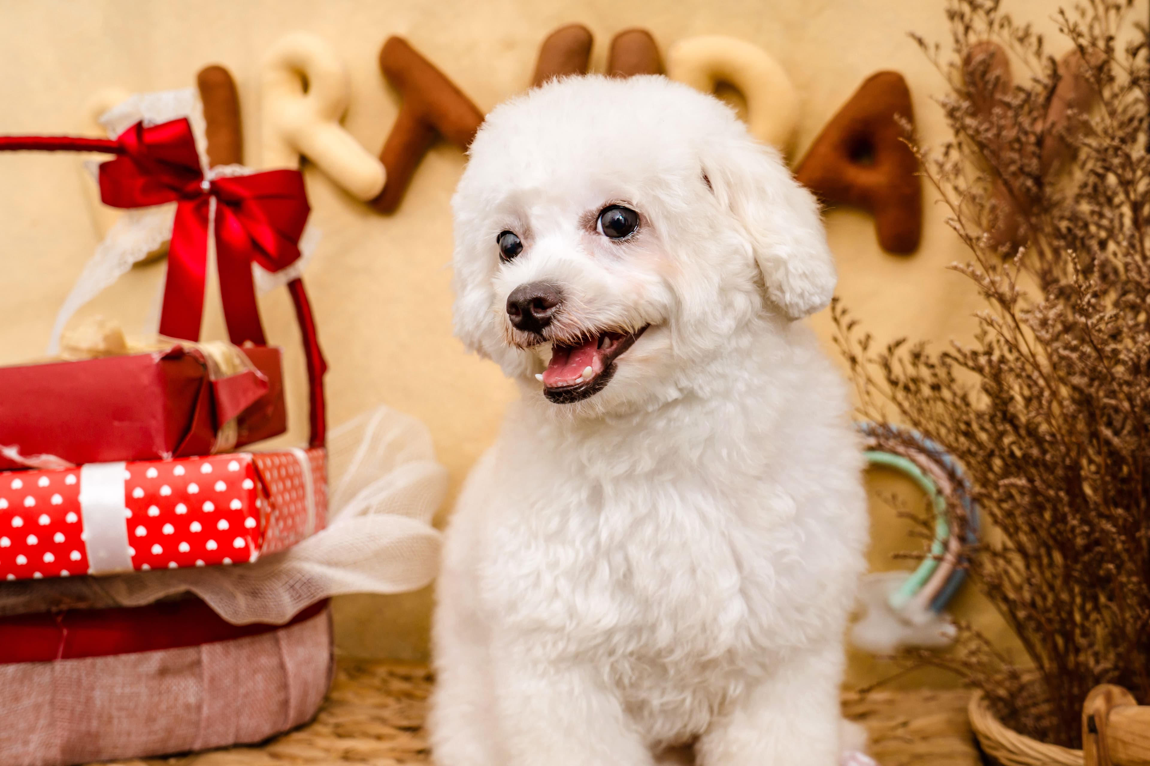 Pet Parties & Pet-Friendly Celebrations